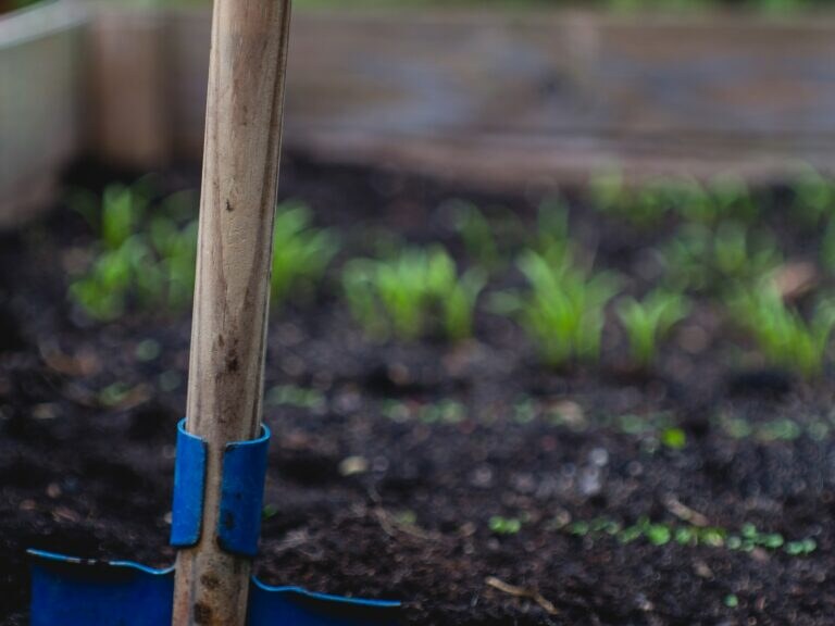 Planting